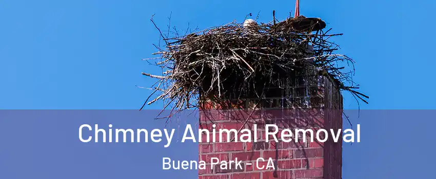  Chimney Animal Removal Buena Park - CA