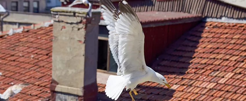 Residential Chimney Animal Removal Solution in Buena Park, CA